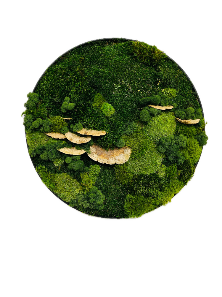 
                  
                    CIRCLE MOSS ART
                  
                