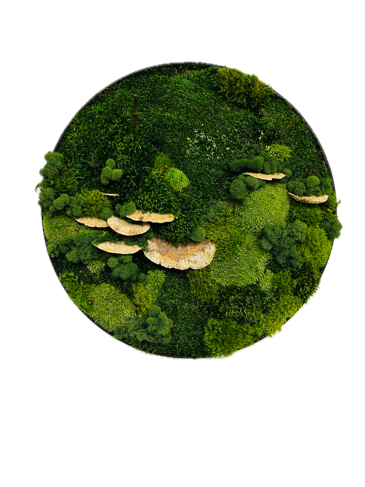 
                  
                    CIRCLE MOSS ART
                  
                