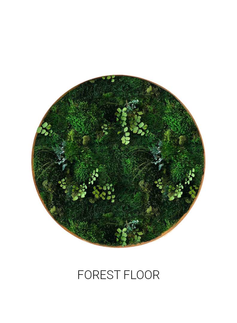 Forest Floor | Circle Moss Art